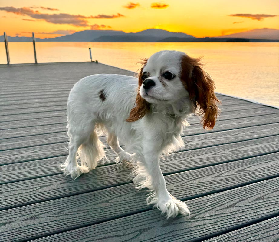 dog on dock with sunset behind